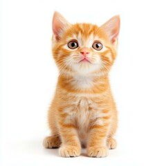 Obraz premium Adorable kitten sitting on a clean white backdrop, showcasing its playful charm and fluffy fur.