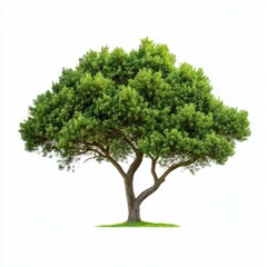 Fototapeta premium Dense juniper tree stands tall, showcasing vibrant foliage, isolated against a bright white backdrop for stunning appeal.