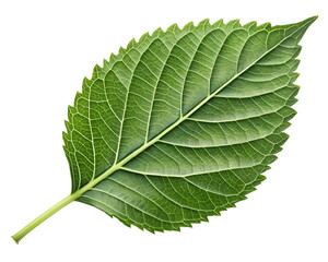 Obraz premium Green Leaf PNG Transparent – Isolated Natural Foliage, Botanical Clipart