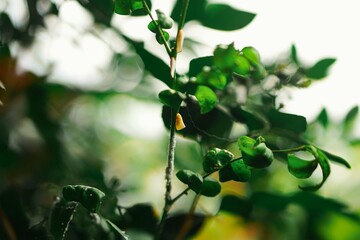 Flatid planthopper, or flatid planthopper, perched on a plant.