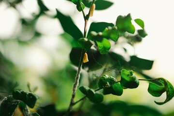 Flatid planthopper, or flatid planthopper, perched on a plant branch.