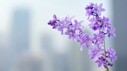 Obraz premium Stunning purple blooms of Jacaranda trees line the city street, creating a vibrant and enchanting atmosphere.