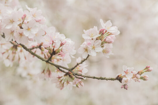 background with close up of branch of plum, prunus, cherry or sakura blossom buds and flowers in spring