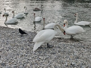 swans on the beach
