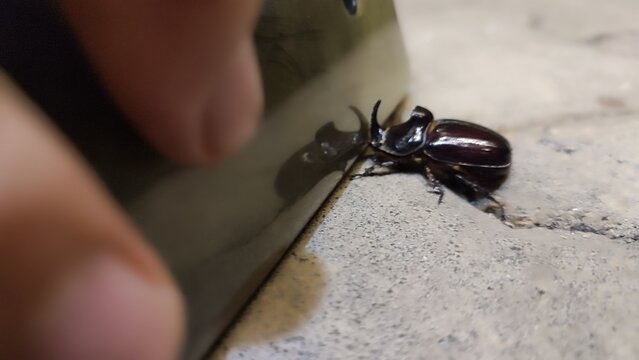 spider on a black background, cockchafer