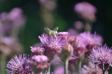 Bee flying over a purple flower.