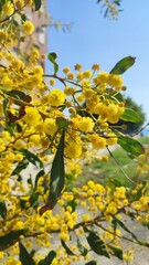 Obraz premium A close-up of a yellow mimosa for March 8, Women's Day