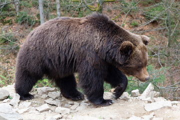 The big brown bear is walking down the path