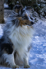 berger shetland 
