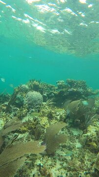 Caribbean Coral Reef Vibrant with Colorful Schools of Tropical Fish in Turquoise Waters