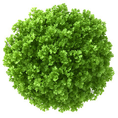 Obraz premium Green Round Bush On Transparent or white Background. 3D Rendering Of Plant For Landscape Design. Isolated