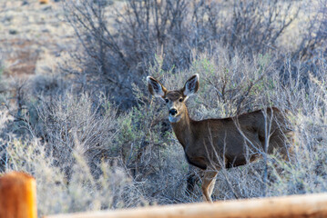Mule Deer