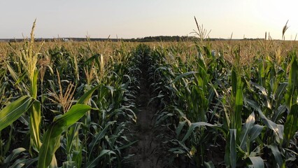 Corn young field. Seedlings planted in a row.