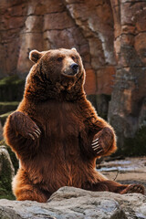 Upright brown bear sitting in a natural rocky setting