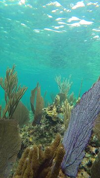 Snorkeling Through a Shallow Sea Fan Forest with Foureye Butterfly Fish and Sergeant Majors in the Caribbean Sea