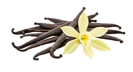Bright yellow flower beautifully arranged with dark vanilla beans for culinary use. Food ingredient concept isolated transparent background