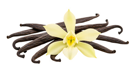 Delicate yellow flower positioned elegantly among dark vanilla beans. Culinary ingredient concept isolated transparent background