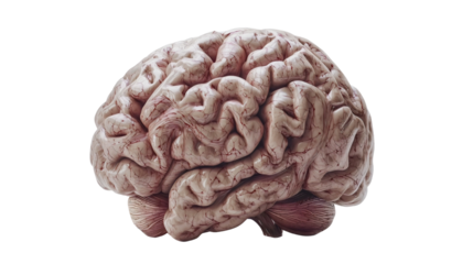 Highly detailed human brain with visible folds and realistic texture. Isolated on white background