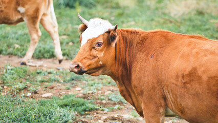 Dairy cow grazing, white marked brown hide dotting lush farmland pasture