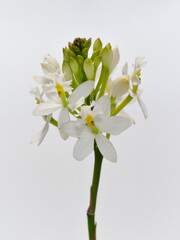 白色のエピデンドラムの花