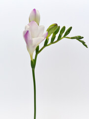 紫色と白色のグラデーションのフリージアの花