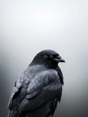 Elegant close up of a dark raven perched silently against a misty backdrop : Generative AI