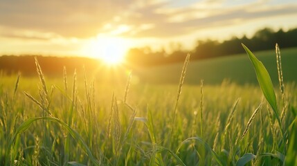 Fototapeta premium Golden Sunrise Over Lush Green Fields with Soft Sunlight and Dew : Generative AI