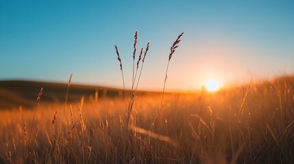 Obraz premium Golden hour sunlight illuminating a field of tall grass creating a serene and peaceful atmosphere : Generative AI