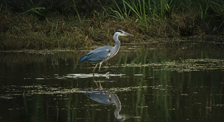 Heron Wading Calmly in Water Reflecting Its Image During Daylight