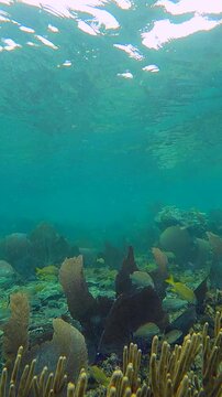 Curious Bermuda Chub and Schools of Yellow Grunt Fish in a Lush Turquoise Water of the Caribbean Coral Reef in Sea Fan Forest