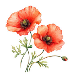 watercolor vector of Poppy Branch, isolated on a white background.
