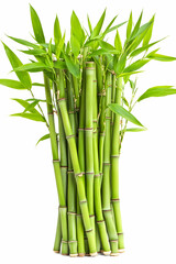 Obraz premium Lush green bamboo stalks, leaves, isolated, white background, nature backdrop