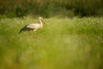 White Stork (Ciconia ciconia). Majestic stride through the lush green meadow. Vibrant summer landscape. A symbol of migration and grace.