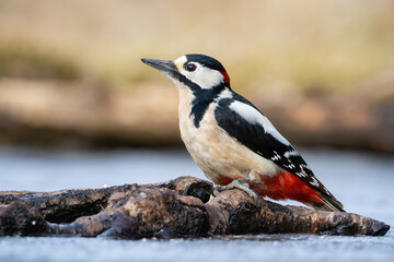 Great Spotted Woodpecker (Dendrocopos major). Striking woodpecker perched near water on a textured log. Muted background with soft earthy tones. A moment of stillness in its natural habitat.