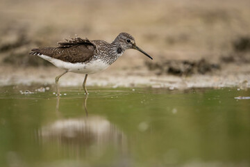 Green Sandpiper (Tringa ochropus). Stealthy steps along the water’s edge. Shallow pond reflecting the wading bird. A patient hunter in its element.