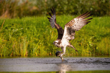 Osprey (Pandion haliaetus). Raptor diving into the water, gripping a fish with powerful talons. Riverbank with lush green vegetation. Dynamic action with splashing water.