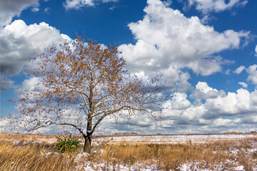 Rural field with a solitary tree in a winter countryside landscape under a cloudy sky
