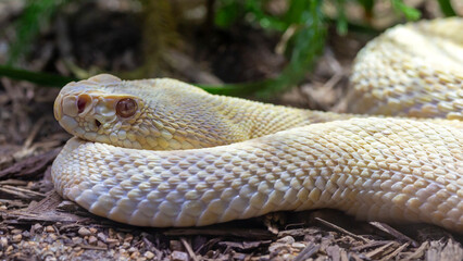 Albino eastern diamondback rattlesnake close-up portrait