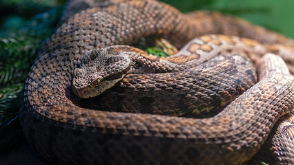 Close-up of an Arizona Ridge-nosed Rattlesnake