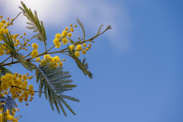Beautiful yellow flowers of Acacia dealbata or mimosa in late winter against a blue sky, close up