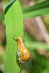 A brown snail crawls slowly on green grass leaf on a morning sunny spring day. small snail in a shell crawls in garden, close up macro of small snail on plant leaf in garden outdoor, mollusk plant.