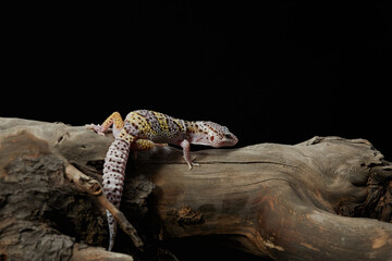 A leopard gecko is exploring a piece of driftwood, showcasing its colorful markings. 