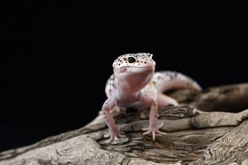 A leopard gecko is captured watching its prey, with its focused eyes and poised posture.