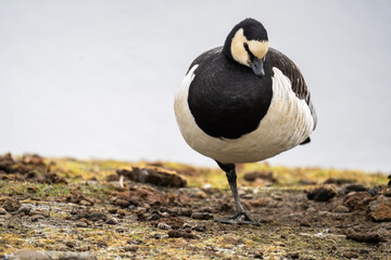 Fototapeta premium Barnacle goose (Branta leucopsis) standing on one leg in Longyearbyen, Svalbard, Norway