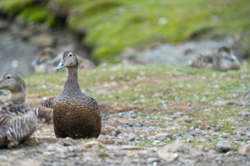 Female common eider (Somateria mollissima) in Longyearbyen, Svalbard, Norway
