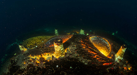 Fototapeta premium Exploring Strange Ocean Life Underwater with Sponge and Unusual Textures