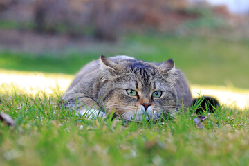 Lustiges Foto von einer kleinen dicken Katze mit angelegten Ohren, die kurz vor dem Angriff flach auf dem Boden liegt