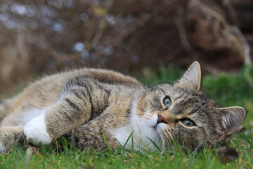 Eine kleine dicke niedliche Katze liegt entspannt im Gras