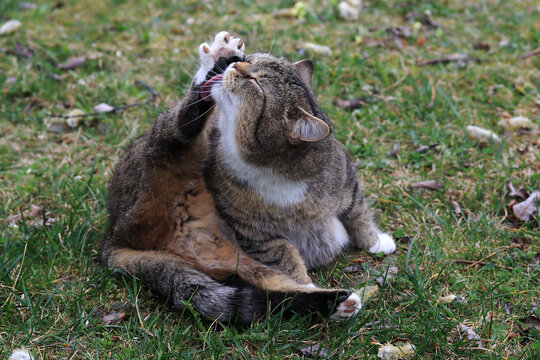 Lustiges Foto von einer dicken Katze die gen&uuml;sslich ihren Fu&szlig; leckt