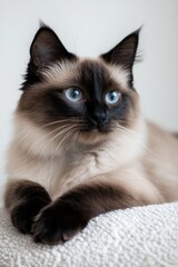 A calm feline resting comfortably against a spotless light-colored background.